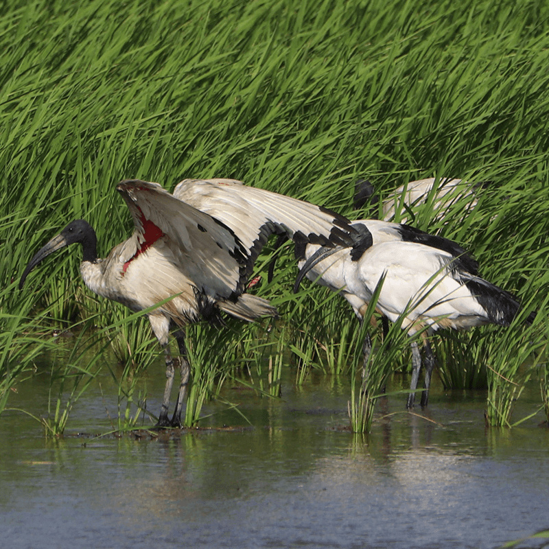 Sacred Ibis Pictures