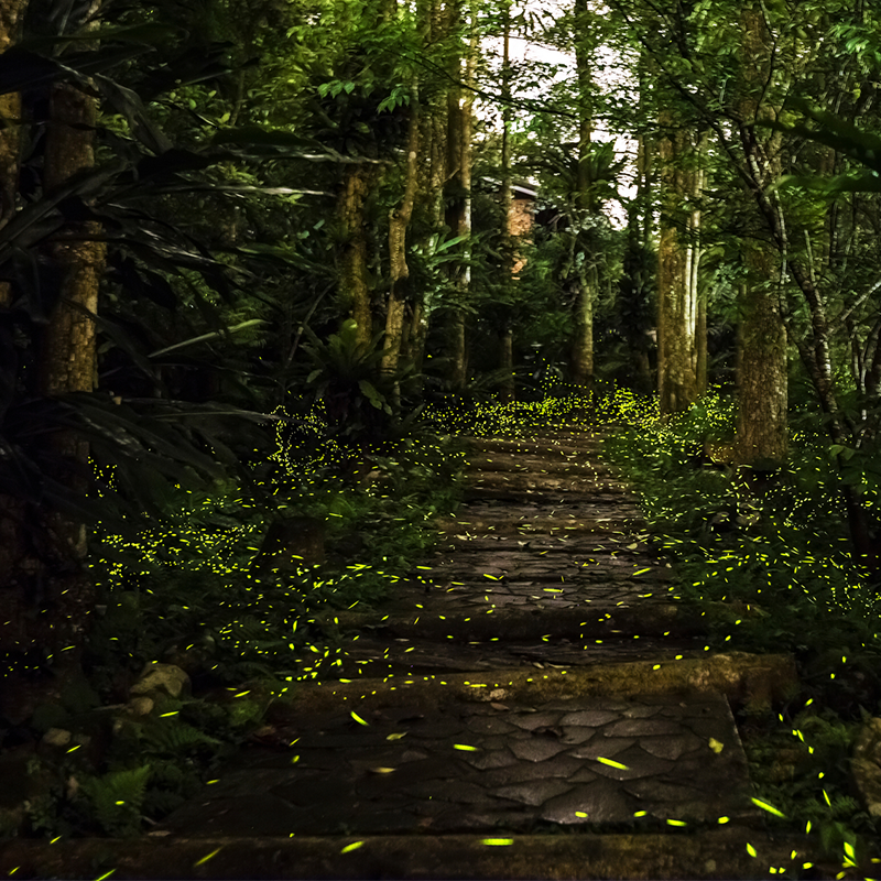 Pictures of firefly viewing spots