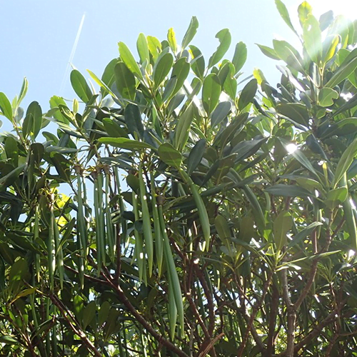 Bali Wazihwei Overview Guided Tour