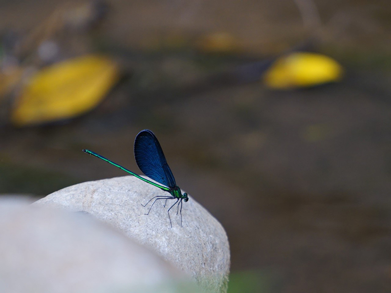 After the introduction to plants and animals