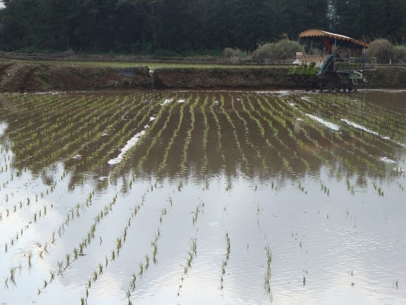 Jinshan Caitian Rice Hydroponic map