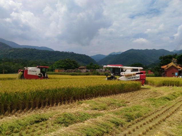 Tianliaoyang – A Stopover for Migratory Birds rice warehouse