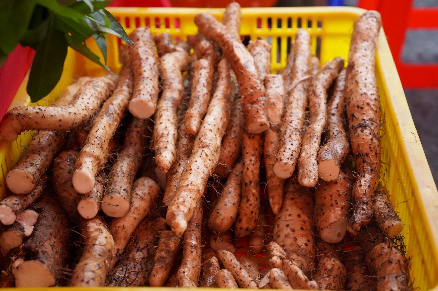 新北健康三寶-山藥以「原生種」山藥品種為特色,盛產於雙溪、平溪、貢寮、瑞芳、三芝_