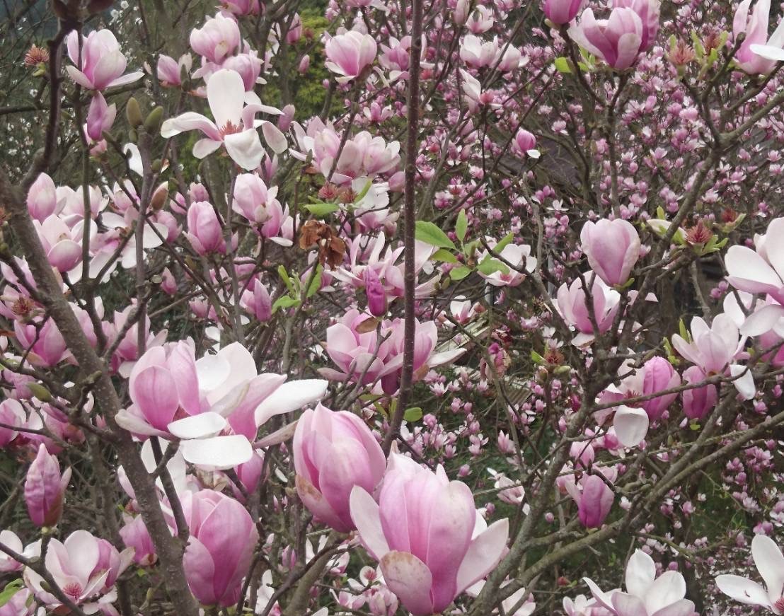 近似球形的木蓮花於枝頭間綻放，一眼望去宛如成片粉紅泡泡