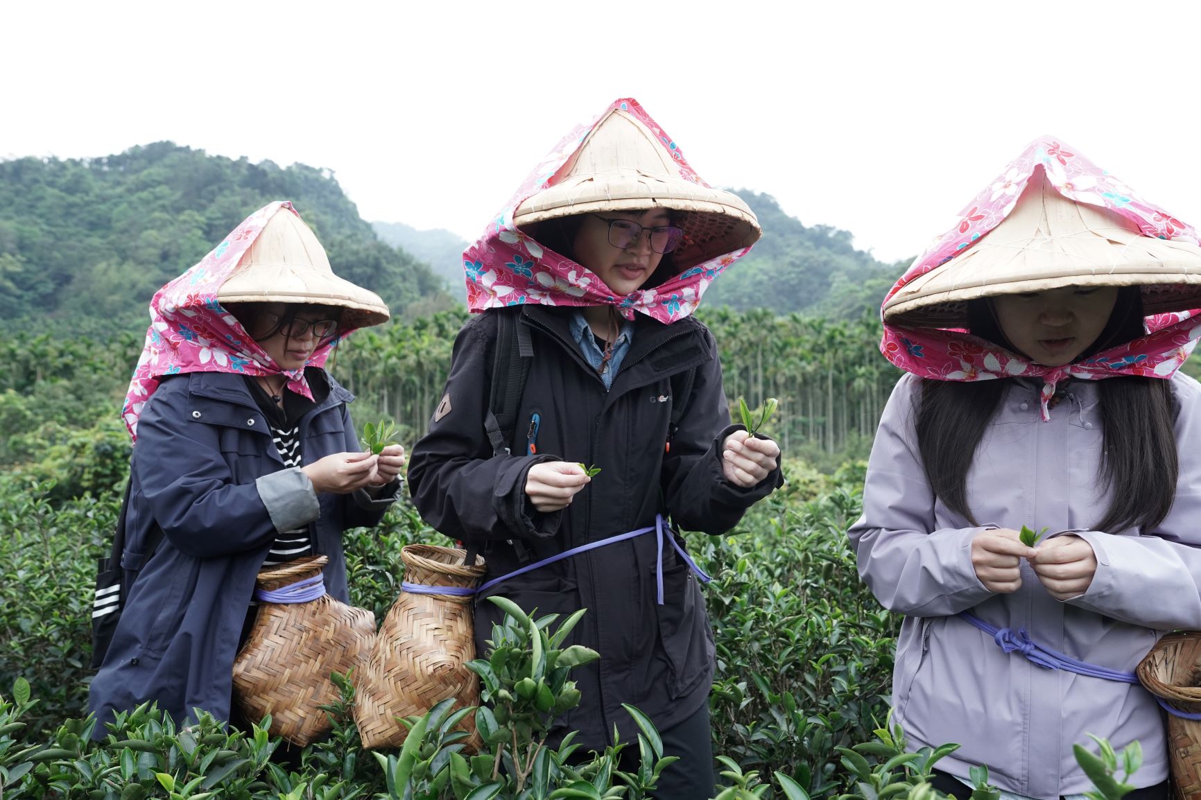 3月18日至5月18日持茶鄉觀光護照到走訪，民眾可體驗三峽特色茶產業_0