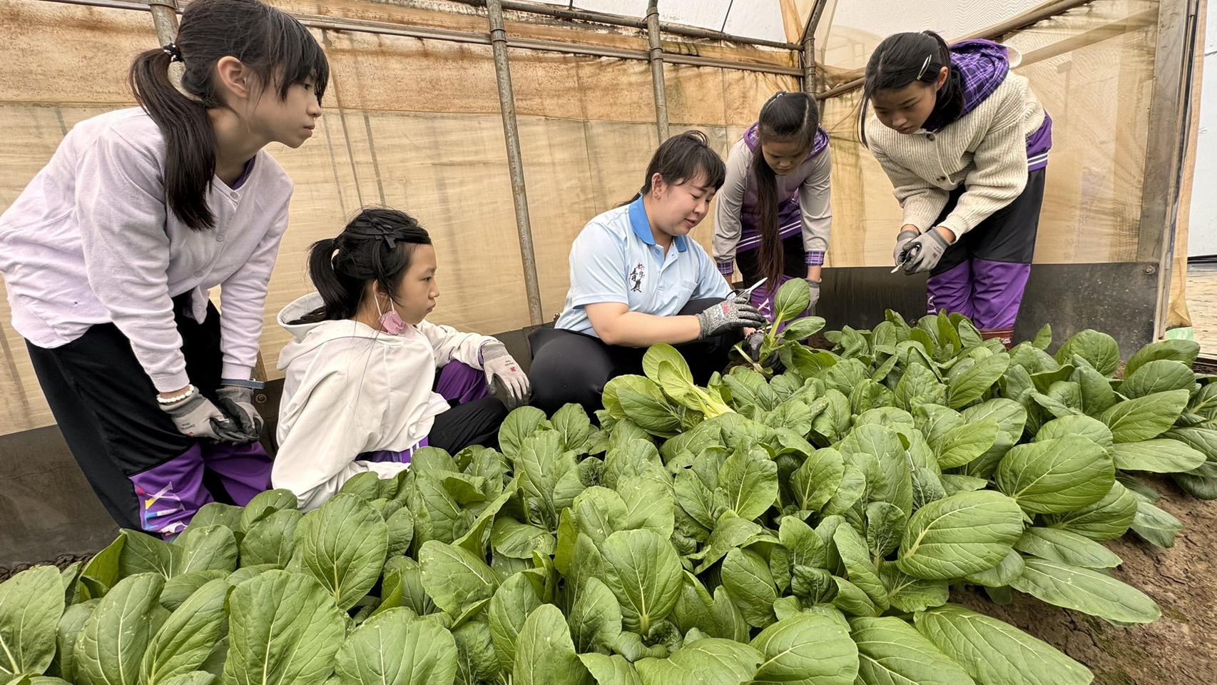 林口青農林芷誼透過實際操作向學生介紹有機蔬菜種植過程