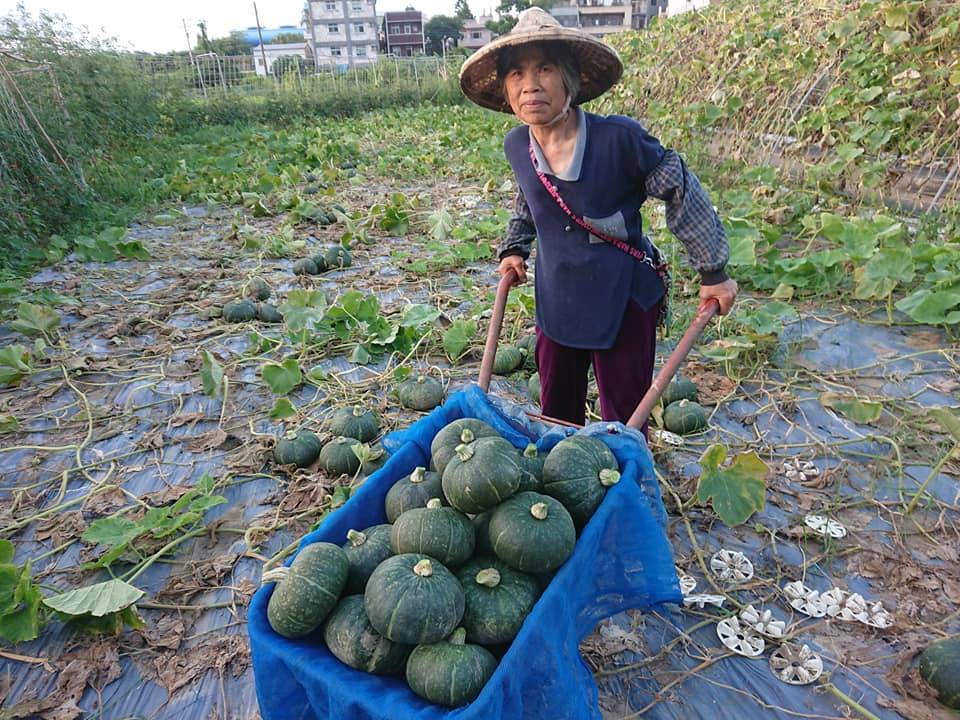 務農超過50年的謝簡素打造南瓜隧道