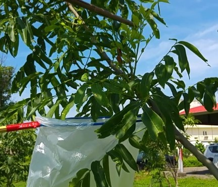 塑膠袋敲除法去除荔枝椿象 (農業部苗栗區改良場吳怡慧小姐提供)