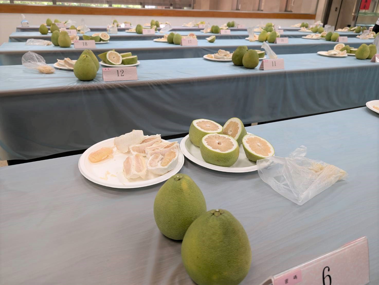 新北市文旦柚生長狀況良好,果肉富彈性