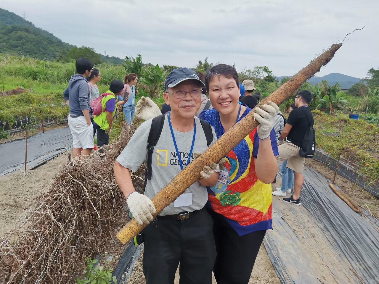 民眾體驗採山藥