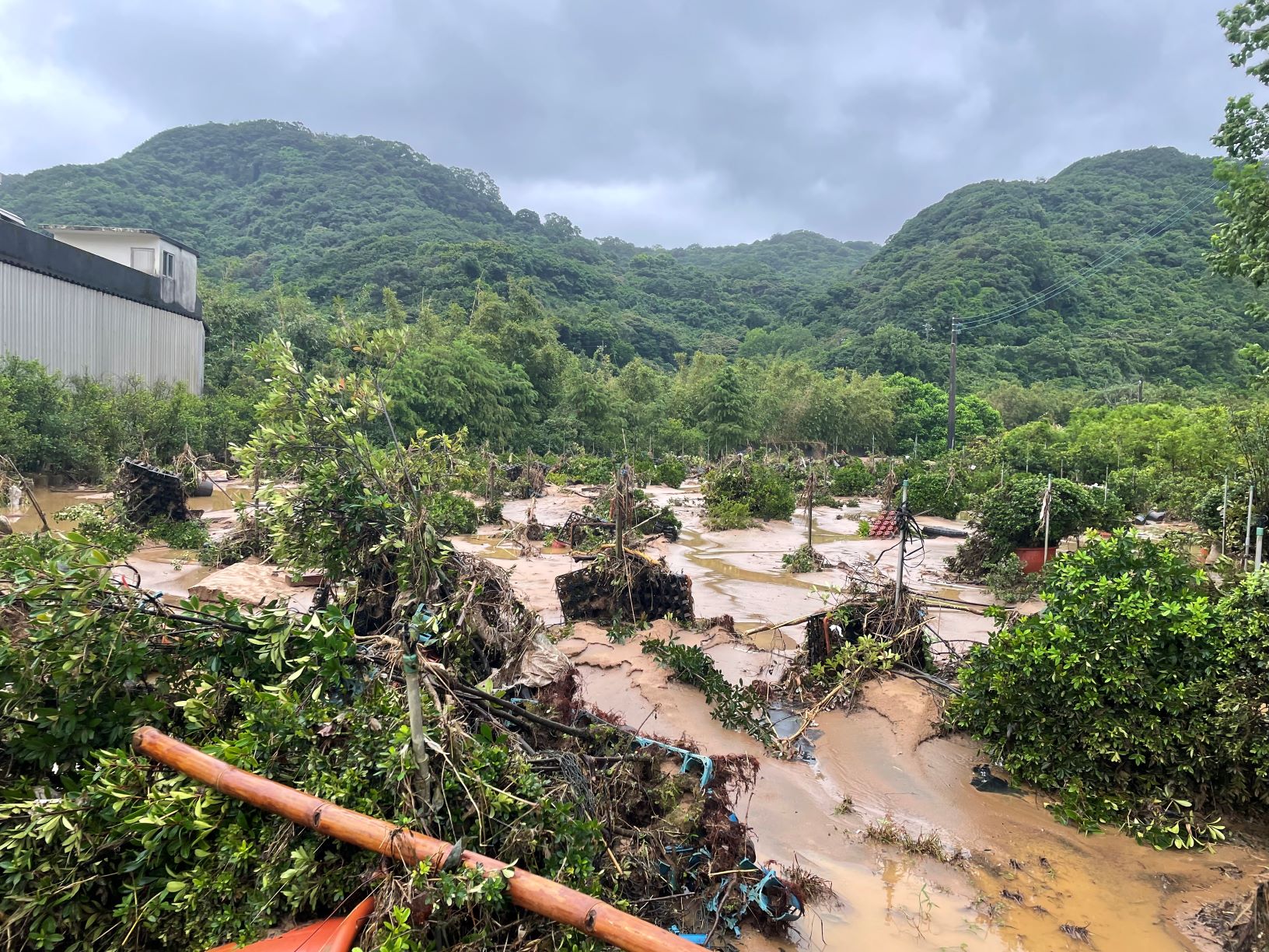 經勘查生長不良田區,確認盆花因豪大雨泥沙覆蓋及沖毀流失_0