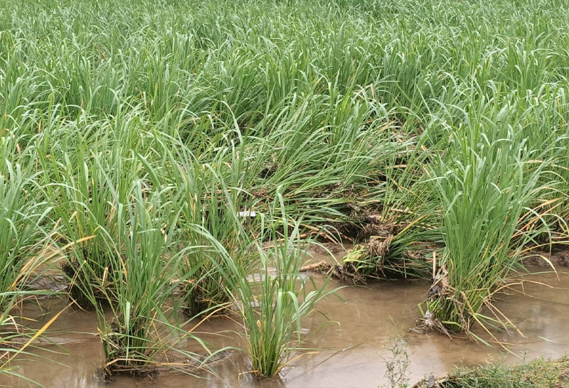 農業部公告本市淡水、三芝、石門、萬里、金山區為辦理全品項農業天然災害現金救助地_0