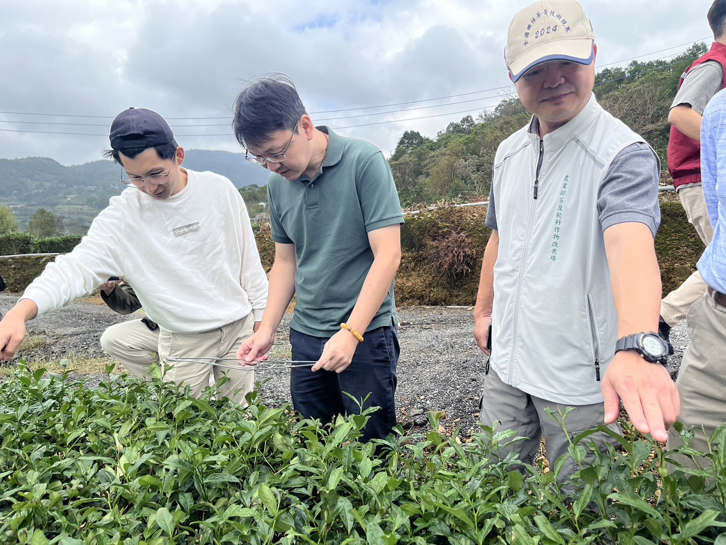 11月3日農糧署北區分署長林傳琦、茶及飲料作物改良場長蘇宗振、北部分場長蘇彥碩親自至現場勘查農損情形