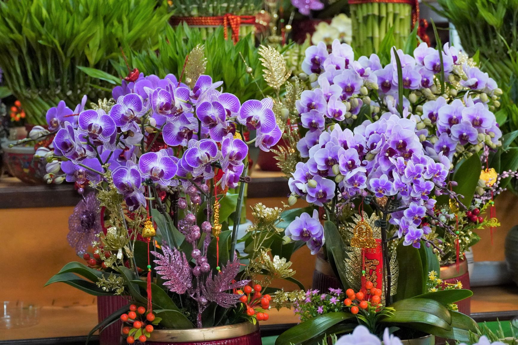 特別推薦花期較長的蘭花配上好彩頭(紅色蘿蔔)或元寶、爆竹等配件組合盆栽，逐步完成「春節盆栽組合」，