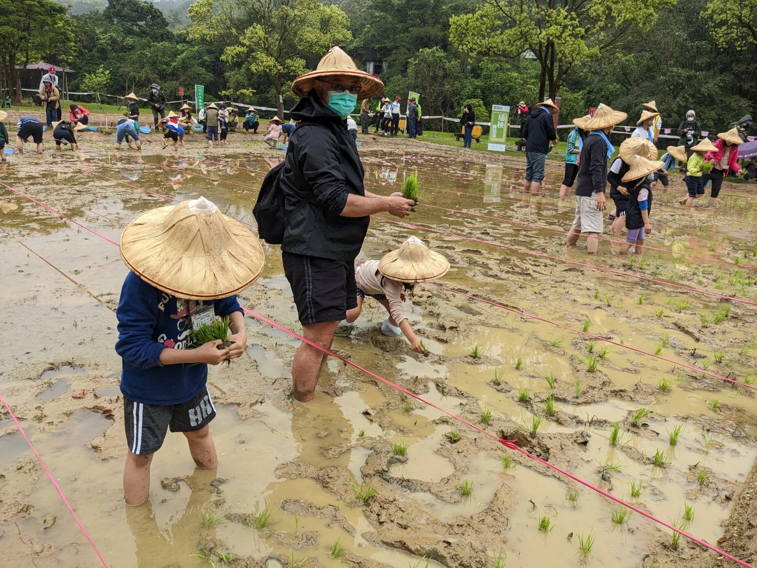 汐止區農會週六(29日)辦理插秧活動,讓下一代的學童了解傳統水稻插秧栽培農事技術