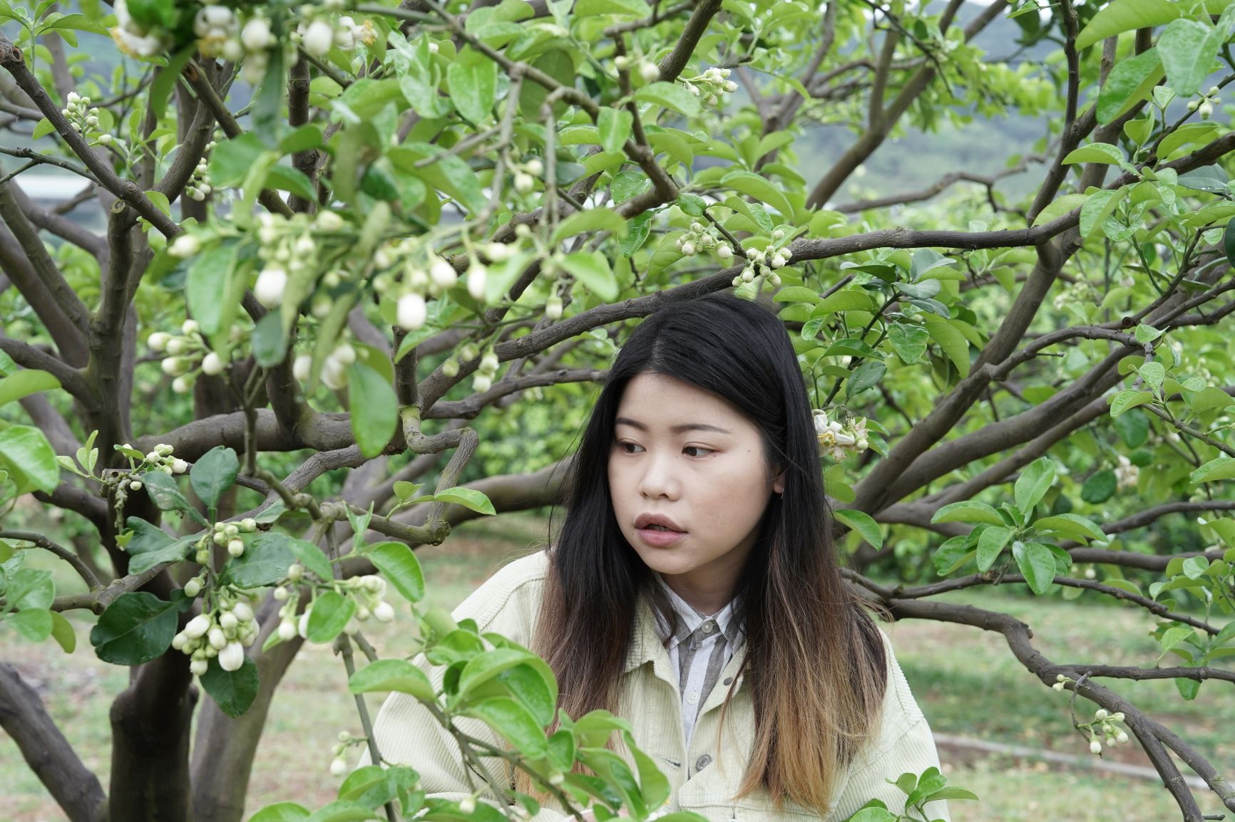 今年花況絕佳,特別邀請民眾在連假期間來八里踏青,漫步於柚子園中,感受淡雅花香