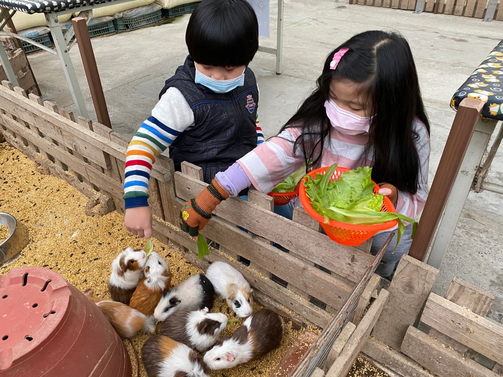 「準休閒農場」可與天竺鼠互動