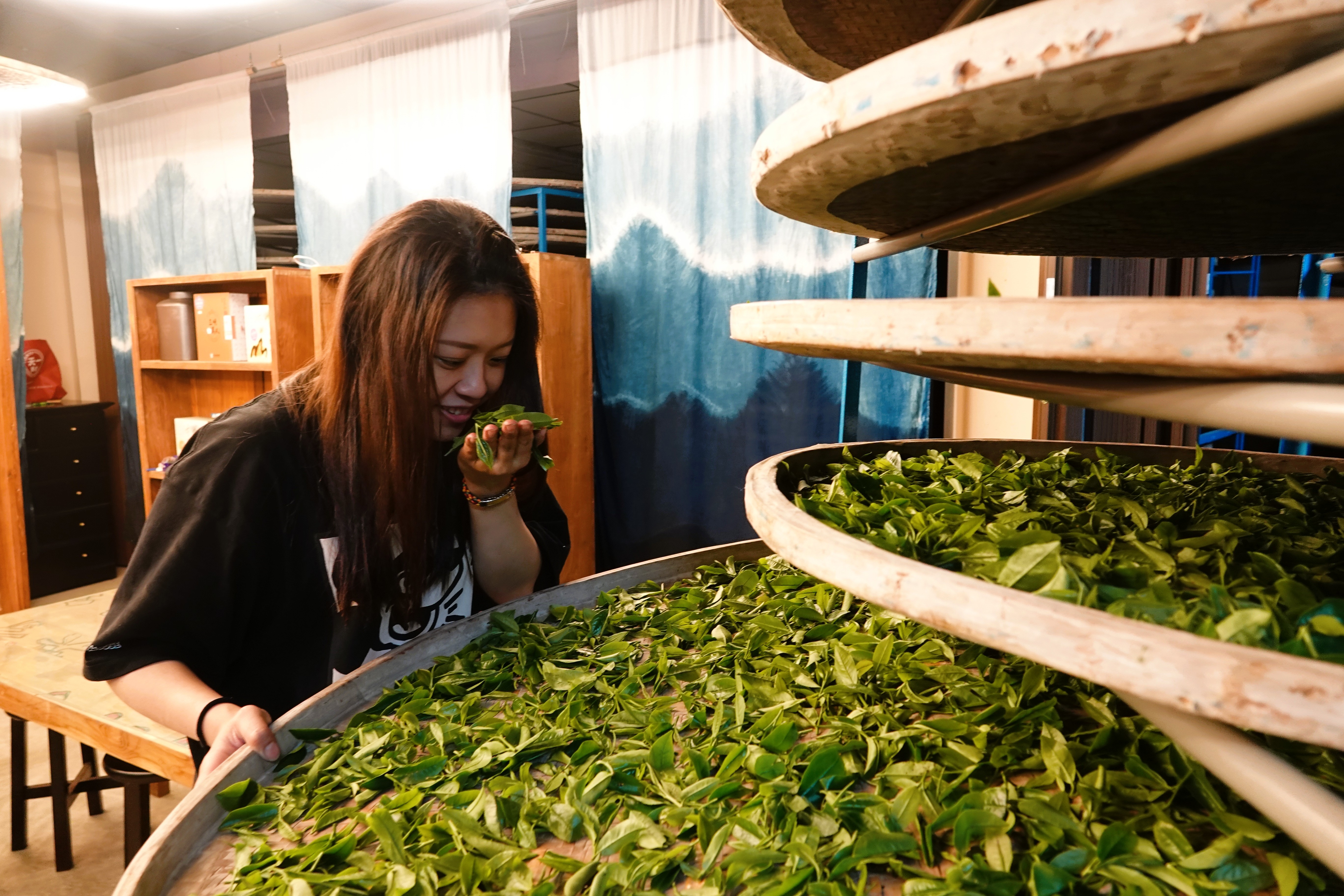 林孟諭分享,製茶期間要持續透過嗅覺及觸感經驗判斷香氣與熟度