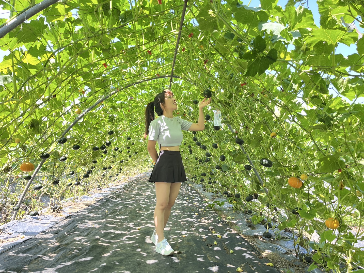 南瓜隧道為淡水熱門景點,今日起至5月底開放免費參觀