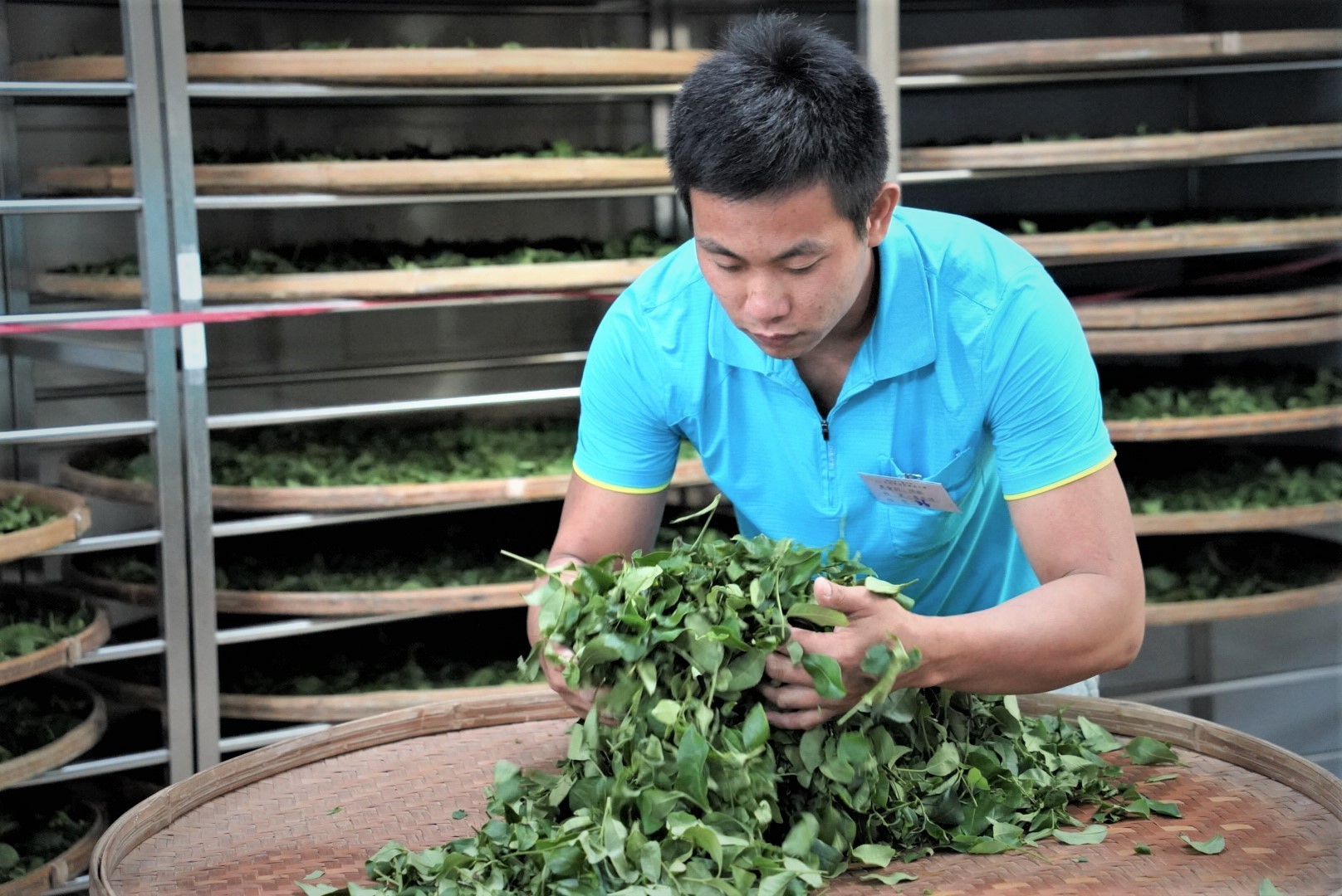 新北市茶師世代傳承精湛且專業的製茶技術,包種茶堪稱全臺灣最「香」的特色茶。
