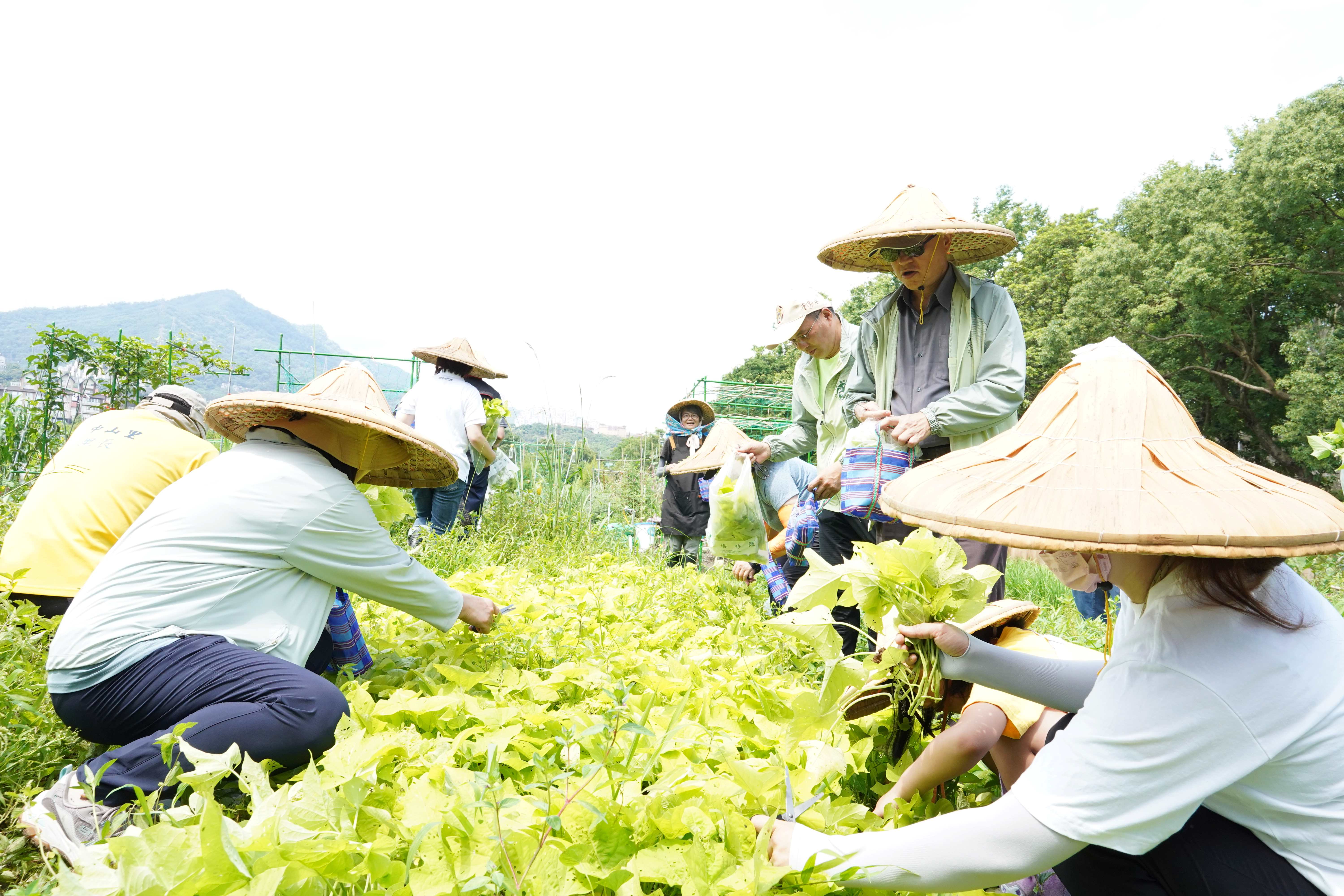 民眾體驗時蔬園區採收