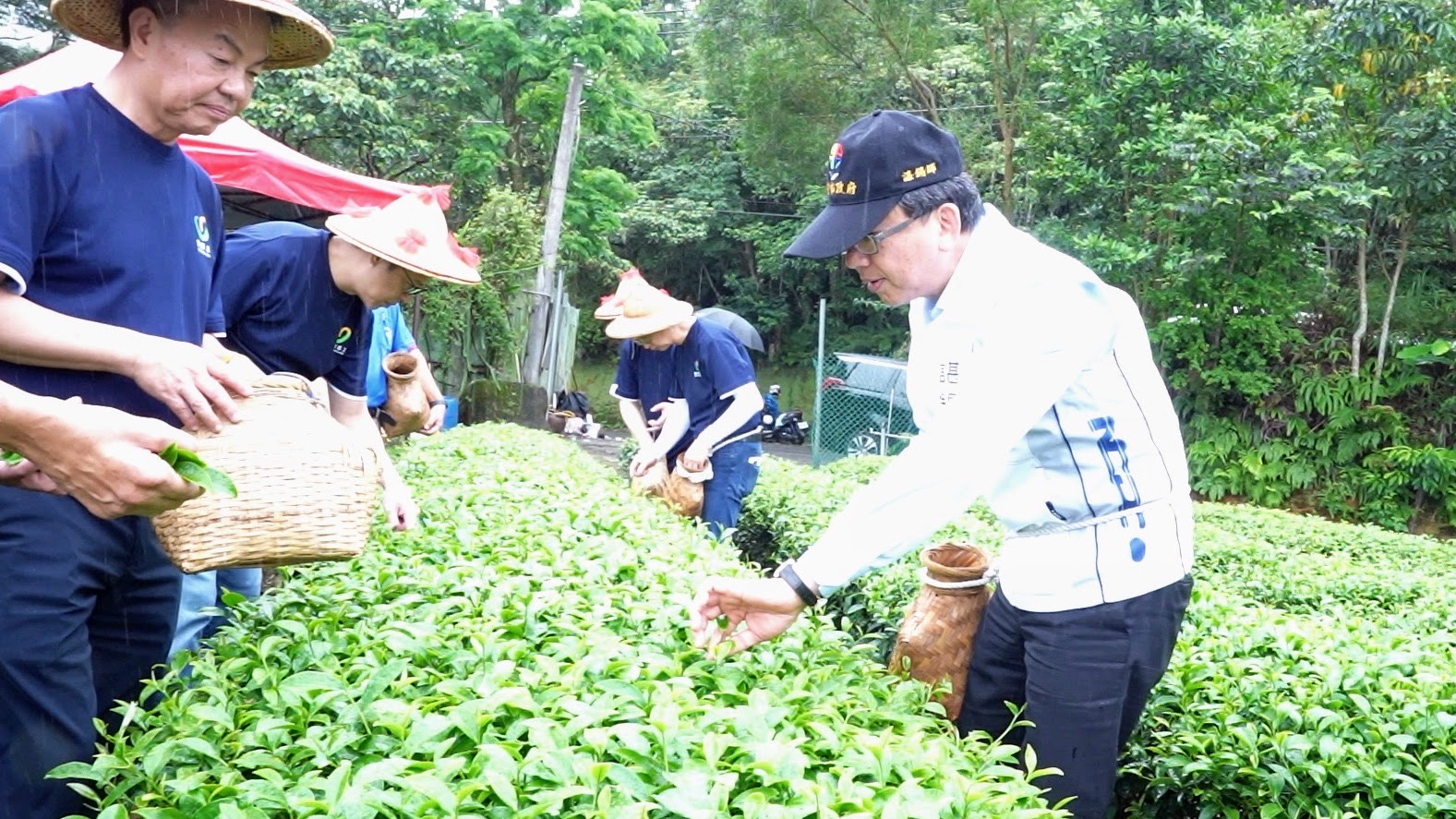 新北市農業局長諶錫輝與金寶電子公司同仁共同體驗採茶