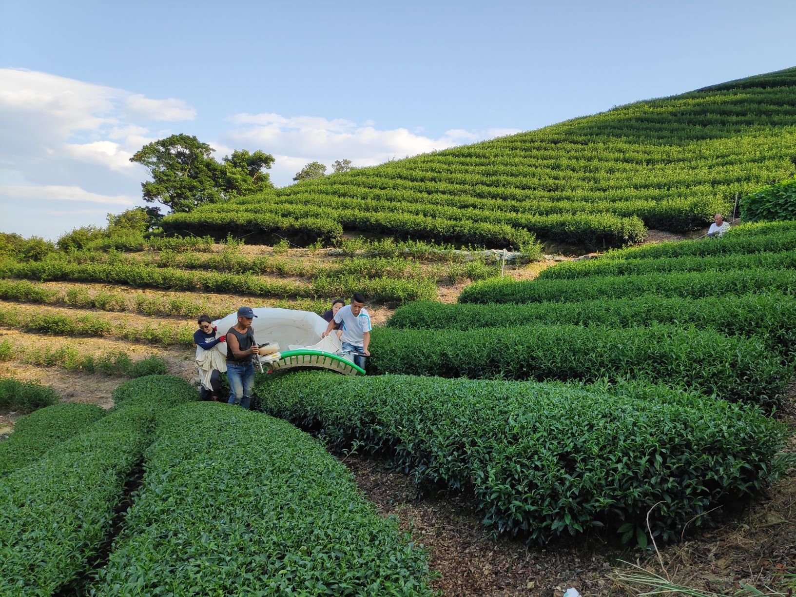 包種茶為全台灣特色茶中最「香」的茶,新北市是臺灣最主要的條形包種茶產區有「百萬冠軍茶」美譽