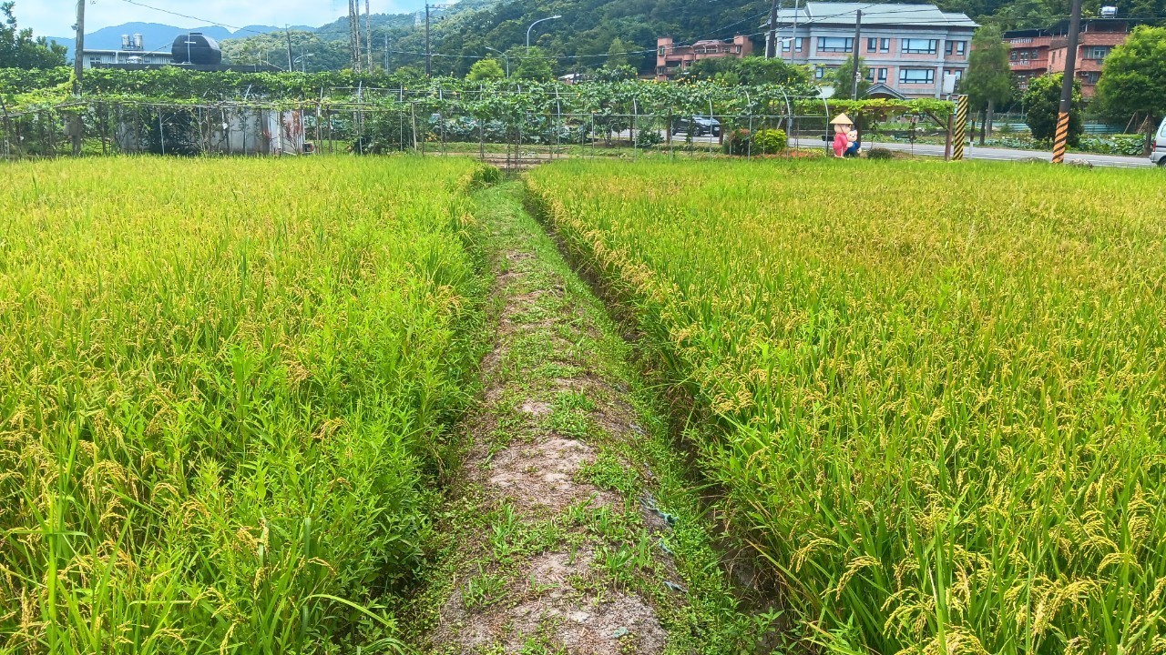 新北市政府農業局配合林業及自然保育署推動「重要棲地生態服務給付」計畫鼓勵農民從事友善農耕