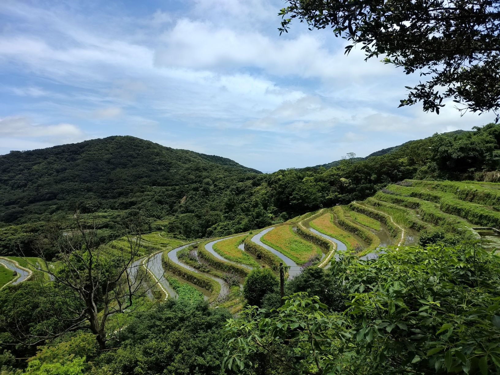 今(114)年給付區域範圍擴展至全市8個行政區的水田及水梯田
