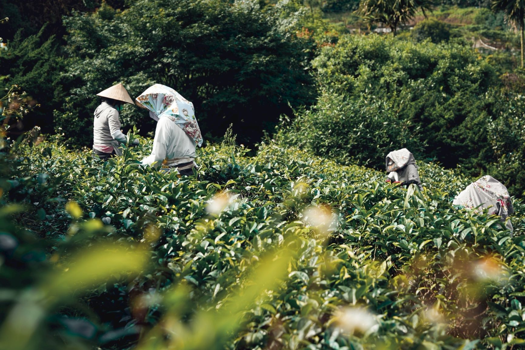 粟益民的茶園以不施藥的野放管理為主