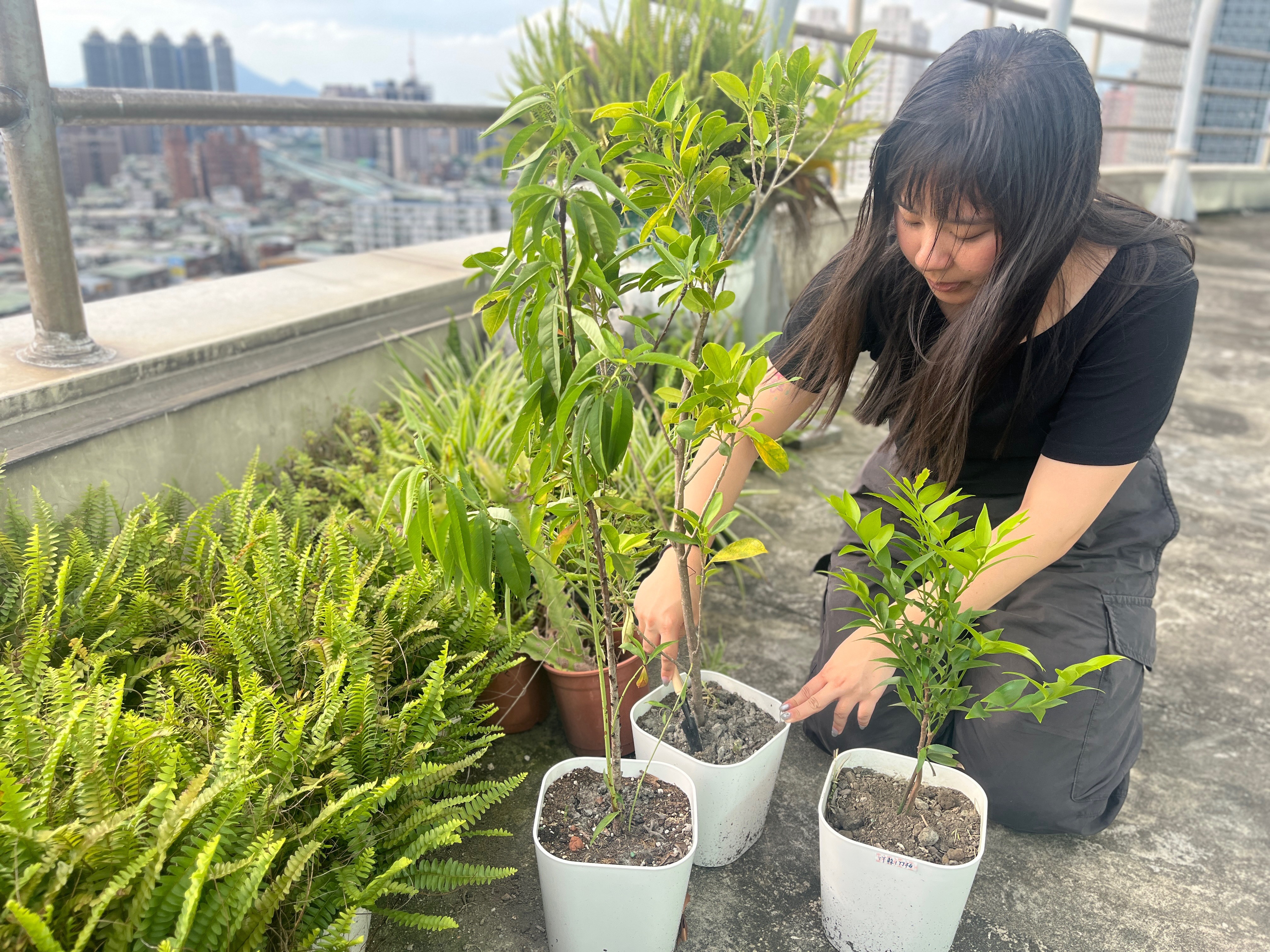 新北市農業局邀請民眾一同種樹透過專屬網站可申請免費苗木及媒合公有土地