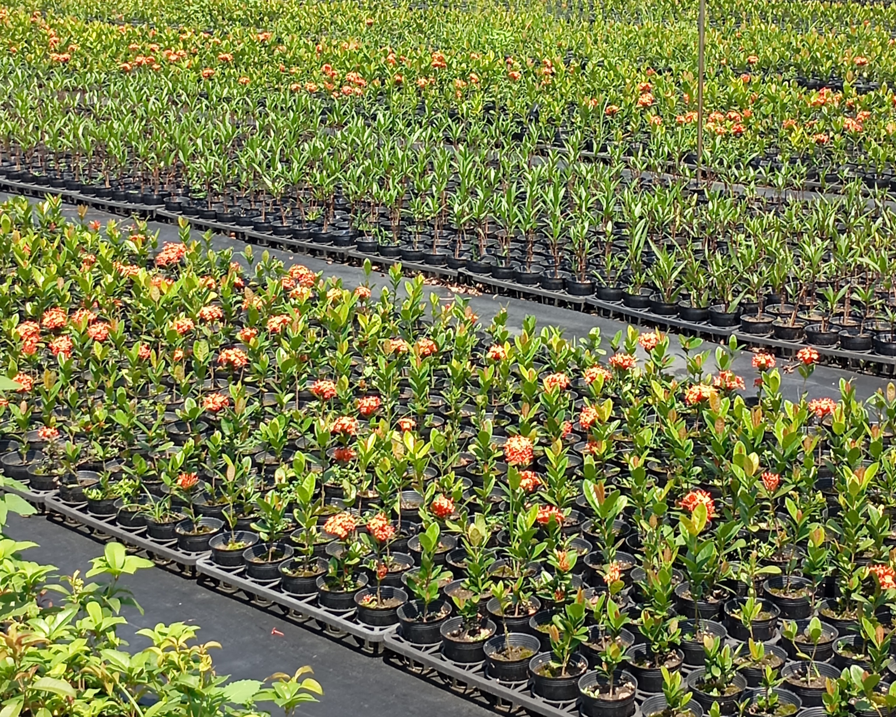 新北市開放申請免費苗木廣邀為地球種下一棵樹