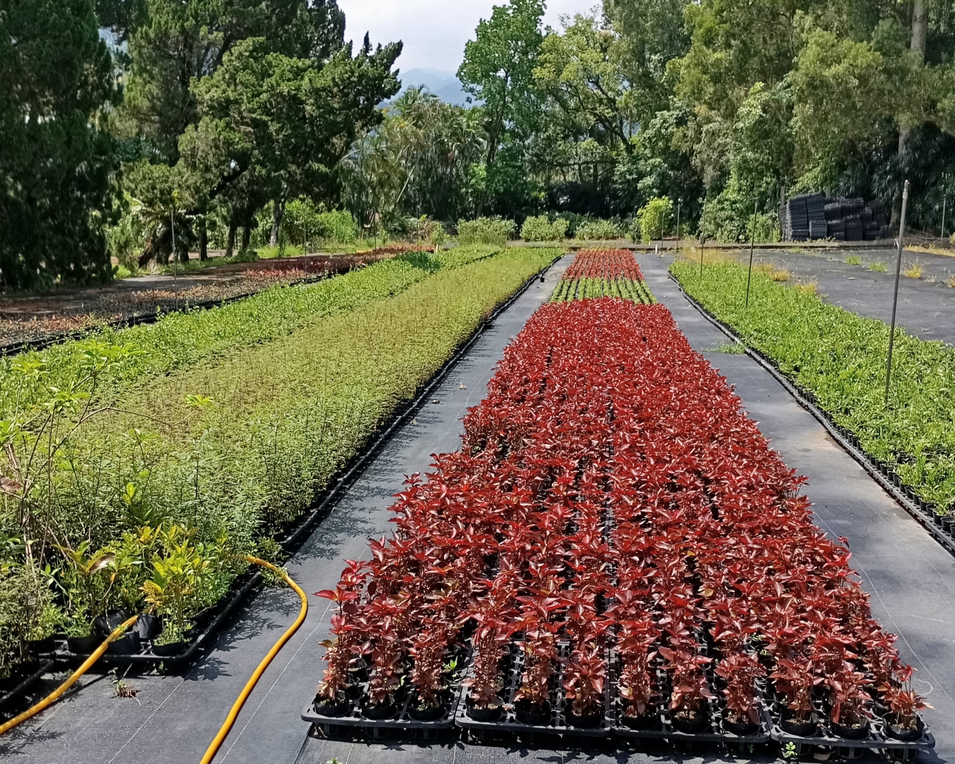 本市「石碇小格頭苗圃」及「三峽大埔苗圃」兩座苗圃每年培育逾30種草花與喬灌木