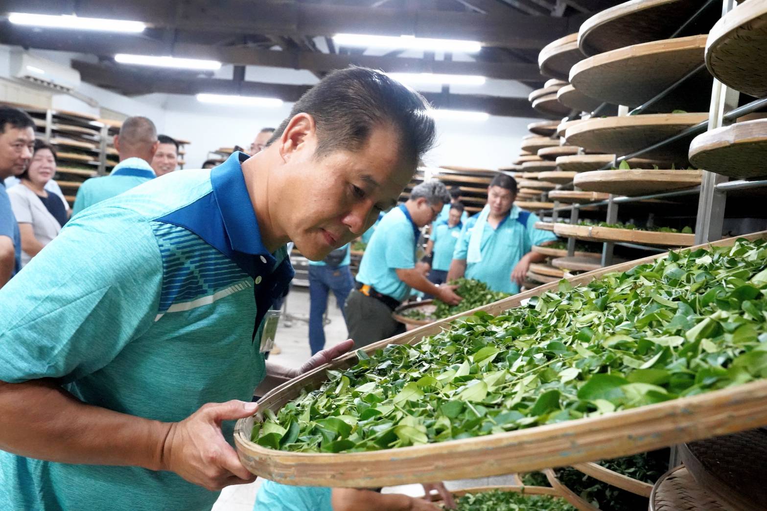 茶農兩天一夜不眠不休製茶