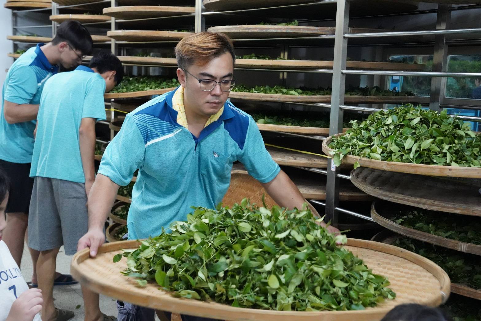 雙北製茶技術競賽46名茶農同場切磋製茶技術