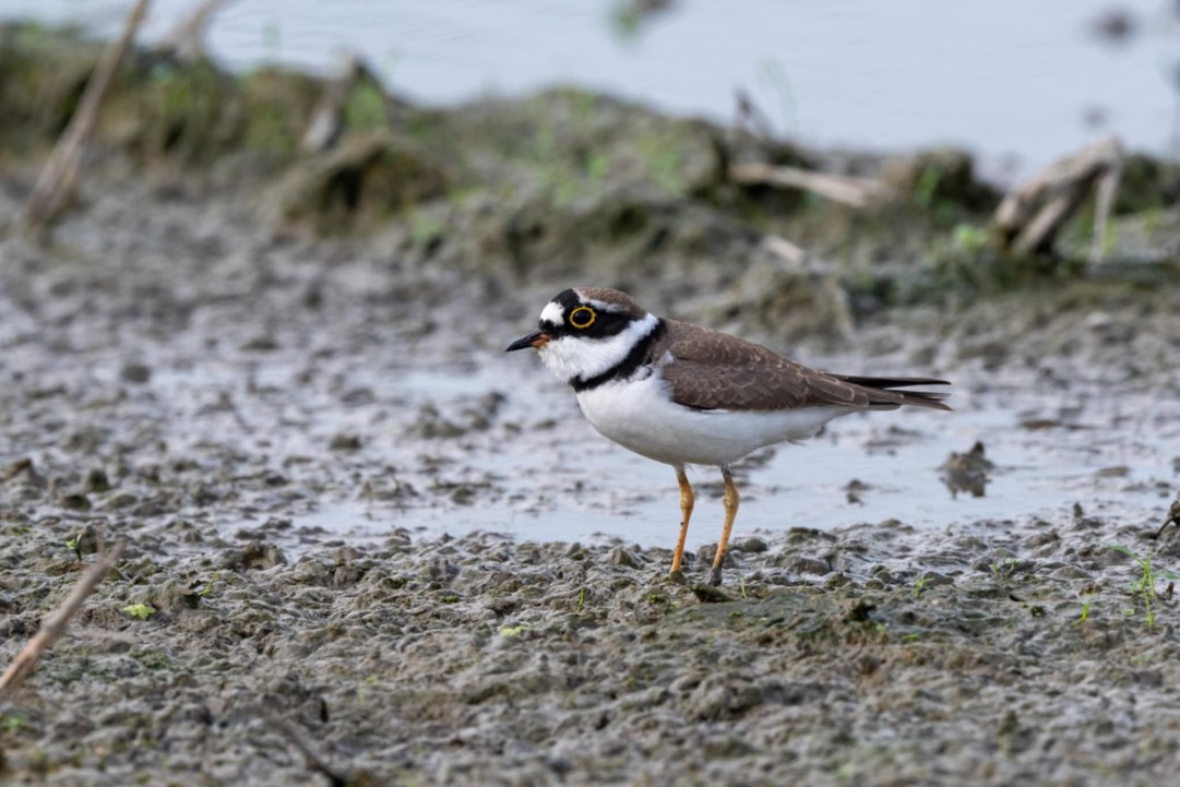 田寮洋全球知名的鳥類線上資料庫eBird鳥類紀錄達367種,圖為小環頸鴴(陳明芫攝影)