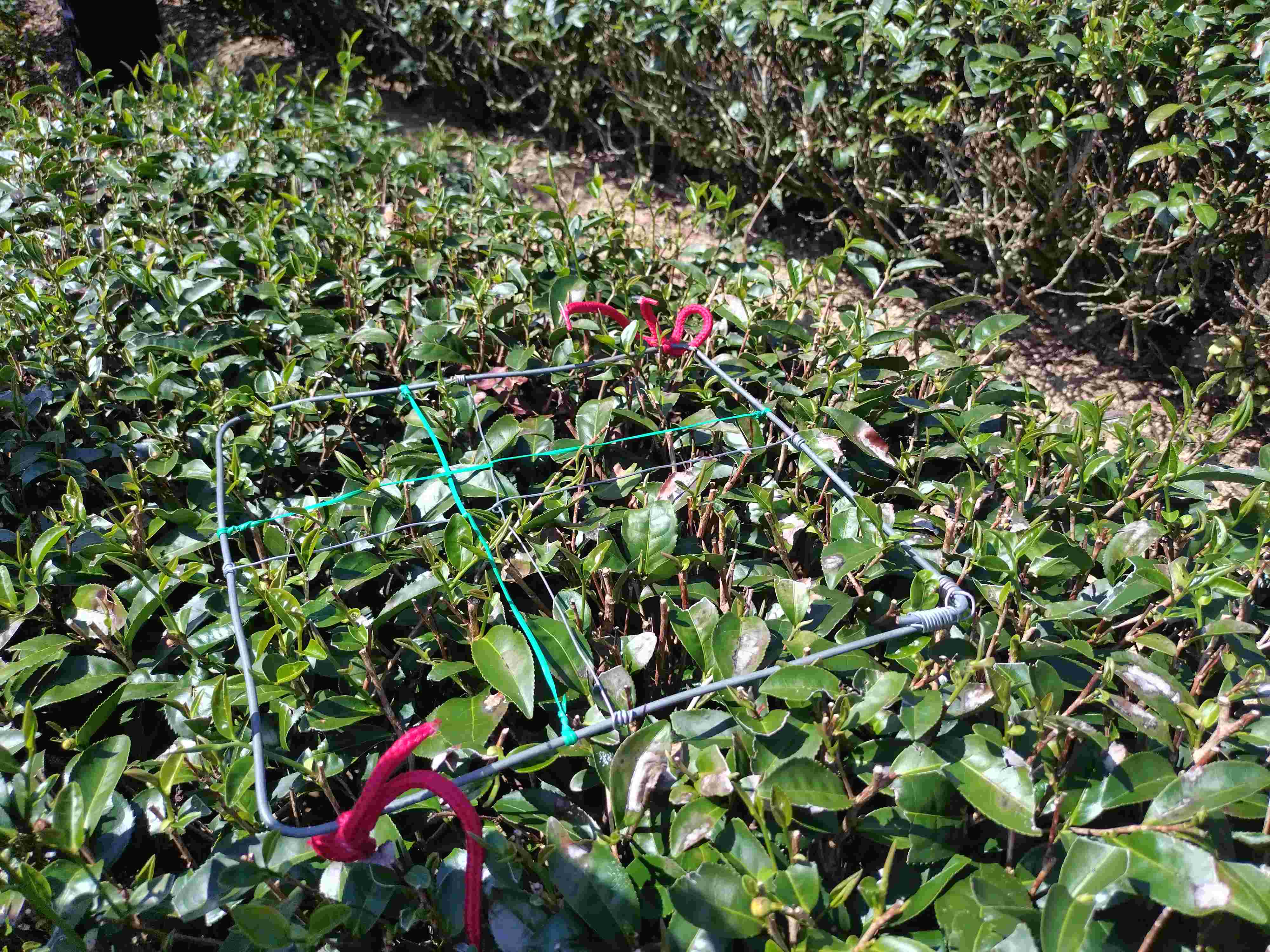 連續高溫造成茶樹萌芽率低,枝條有枯損現象