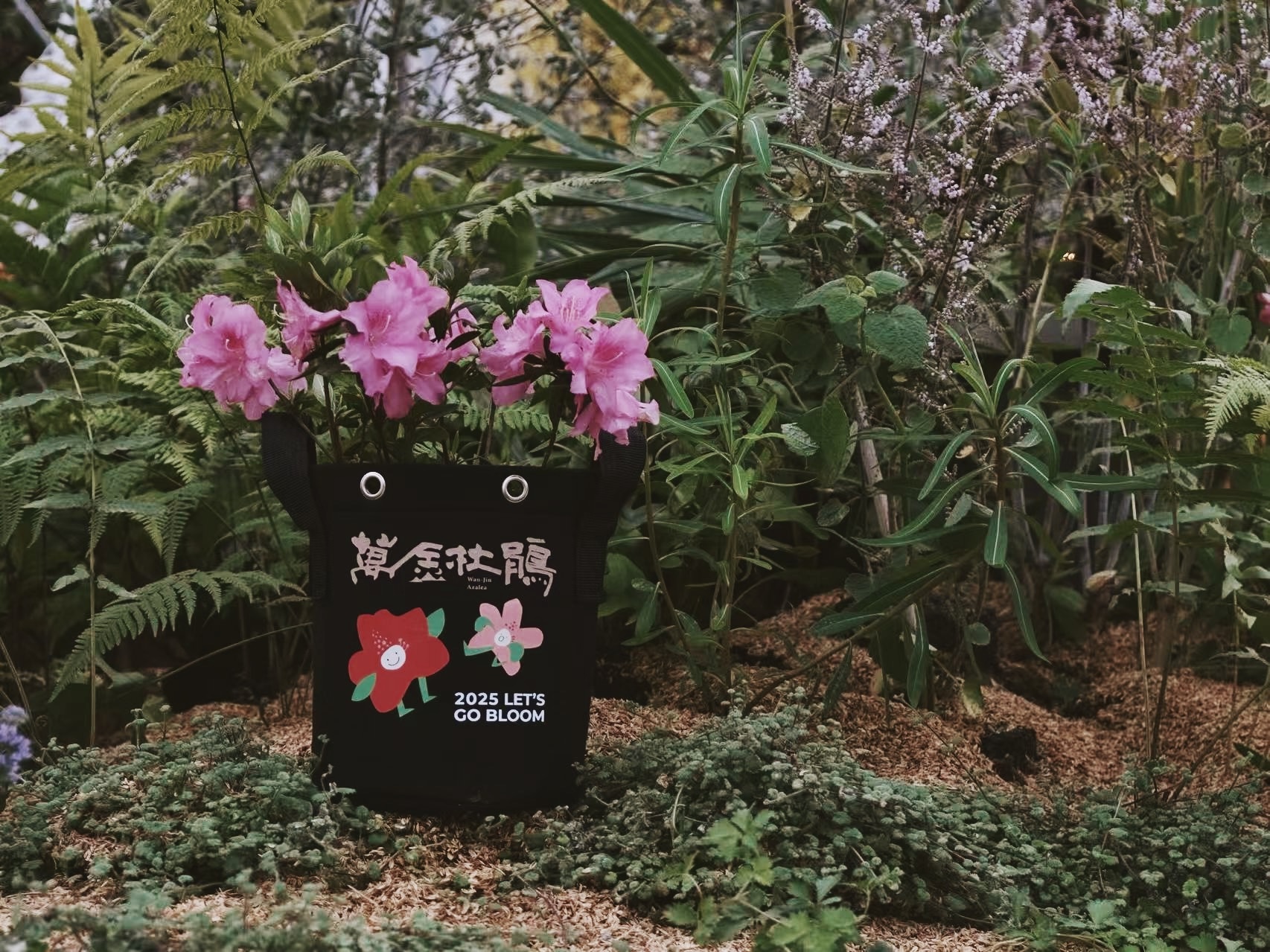 萬金杜鵑秋季小旅行限量100位,即日起開放報名,參加者還可獲得品牌美植袋等好康