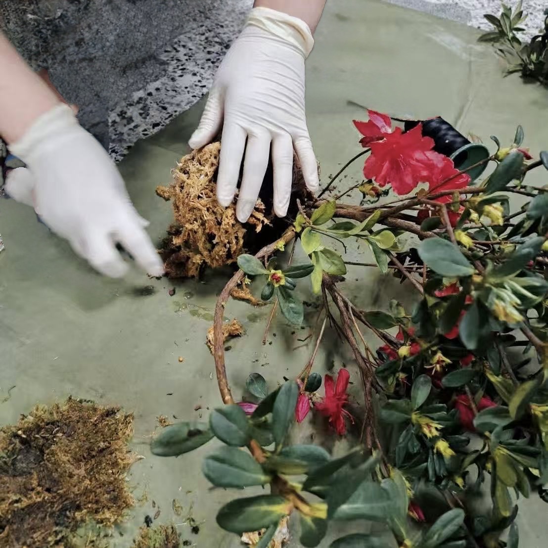 帶領民眾探訪杜鵑花農的溫室及苗圃,可親手完成杜鵑花苗小盆栽 DIY