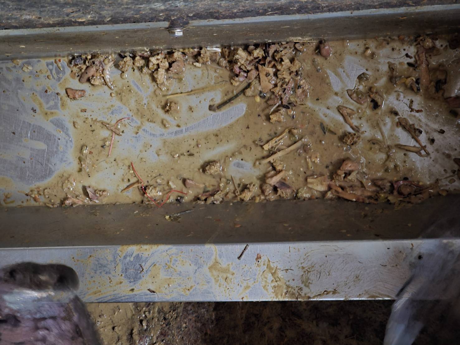 飼料槽留有骨頭碎屑