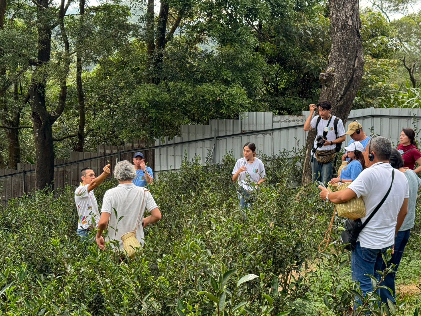谷芳有機茶園向參訪外賓宣傳茶園的有機經營理念(資料照)