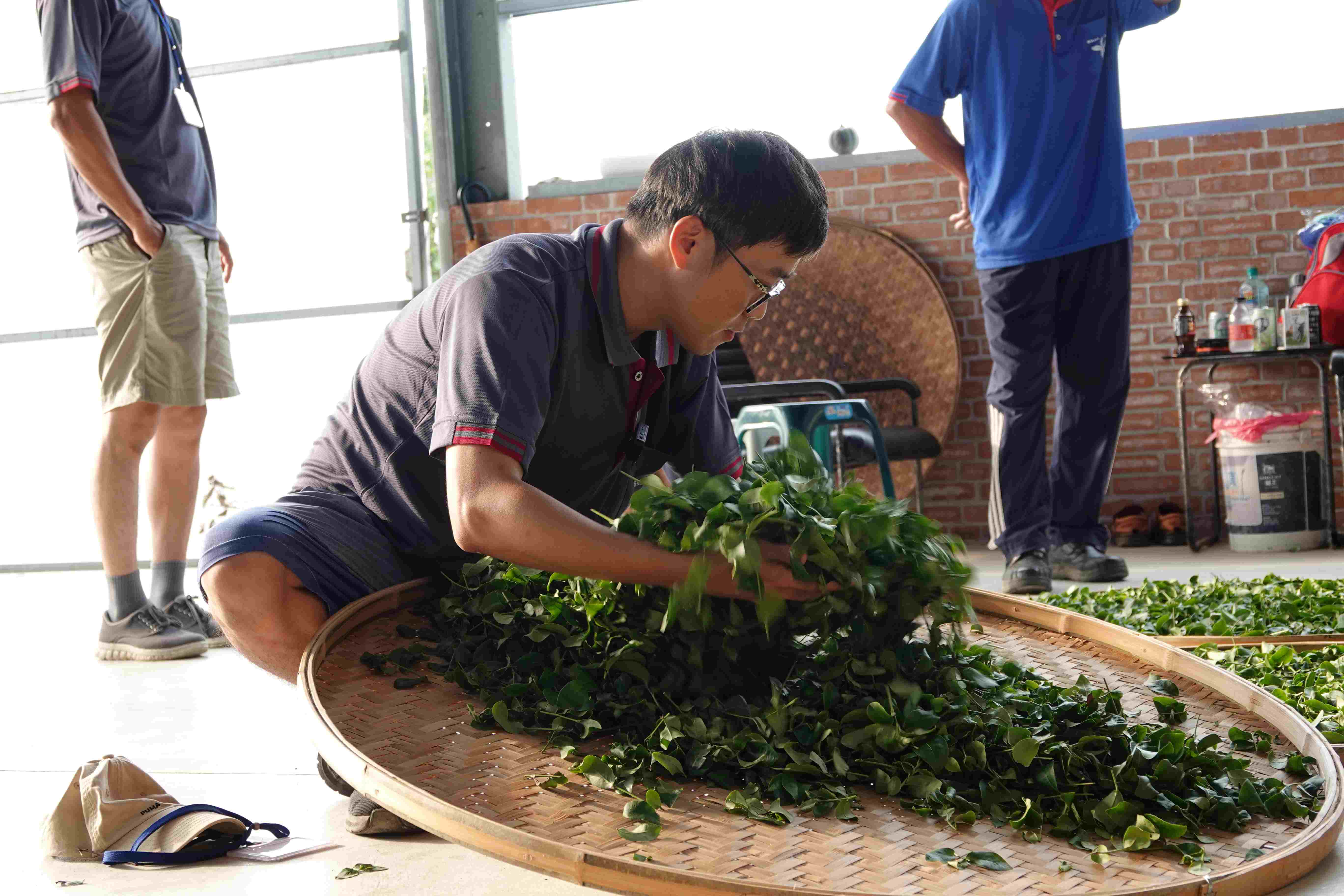 新北市農業局設置新北好茶展區，從茶園帶來新鮮上市的冬茶