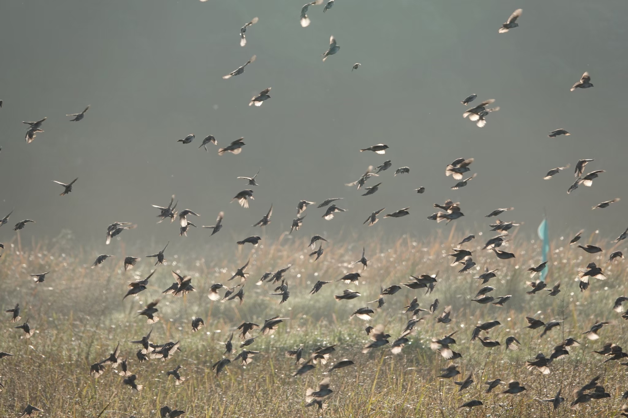田寮洋復育有成,吸引眾多鳥類於秋冬之際駐足