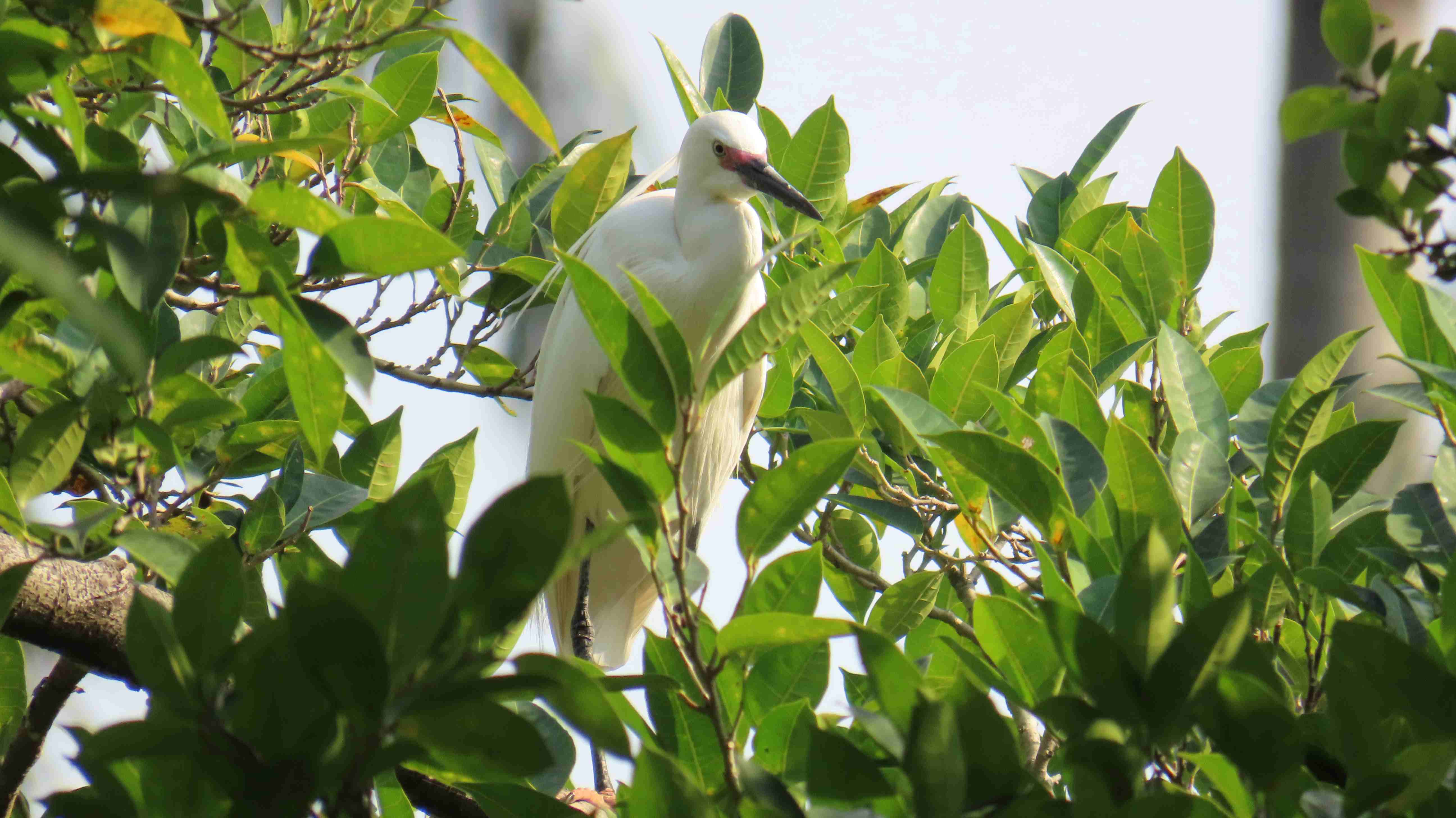 新北市森林覆蓋率穩定維持在76％，並有多種野生動物棲息(圖為小白鷺)