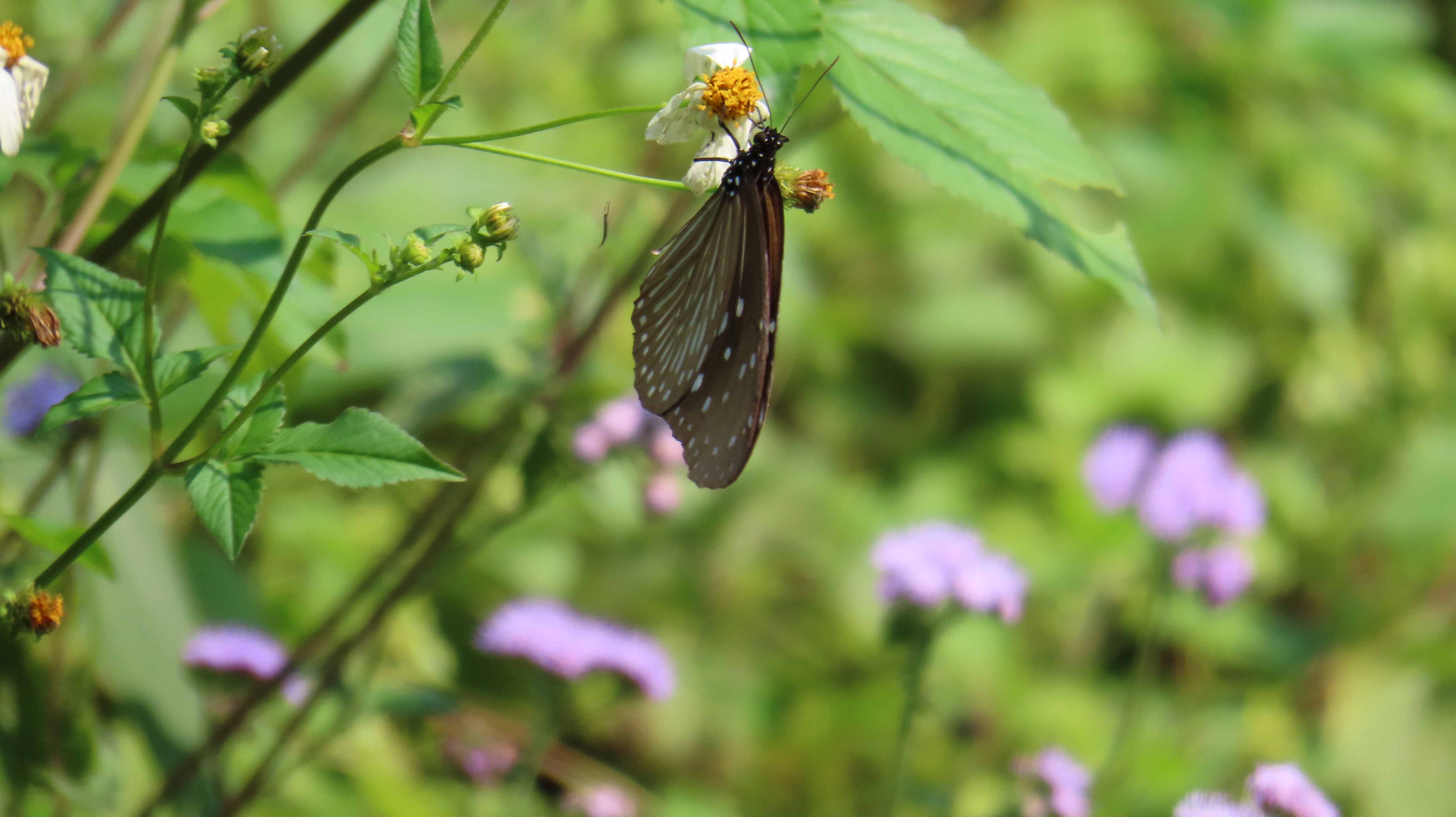 新北市森林覆蓋率穩定維持在76％，並有多種野生動物棲息(圖為紫斑蝶)
