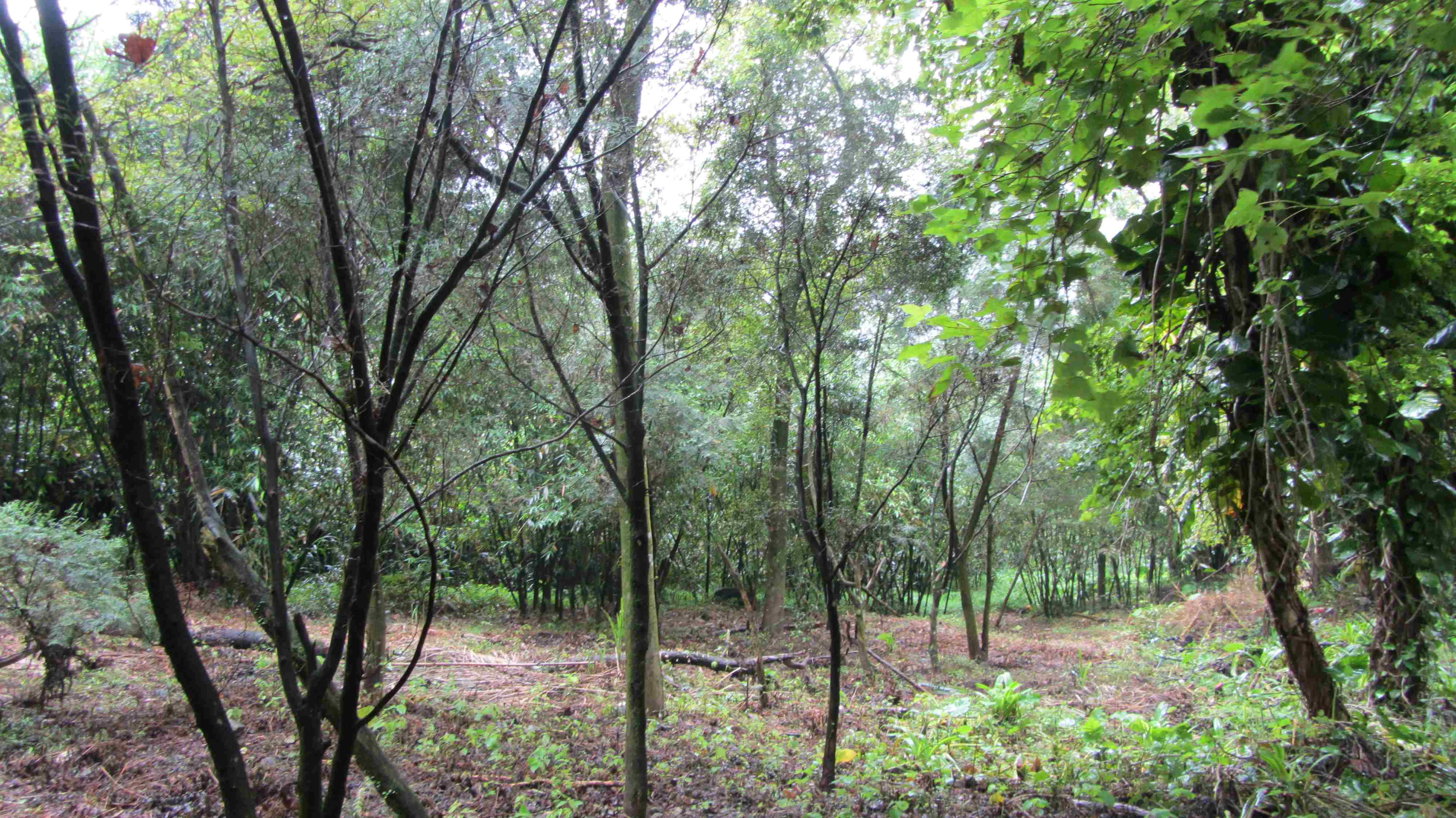 115年度申請獎勵造林至4月30日止，可向土地所在地之區公所申請，圖為萬里區造林情形