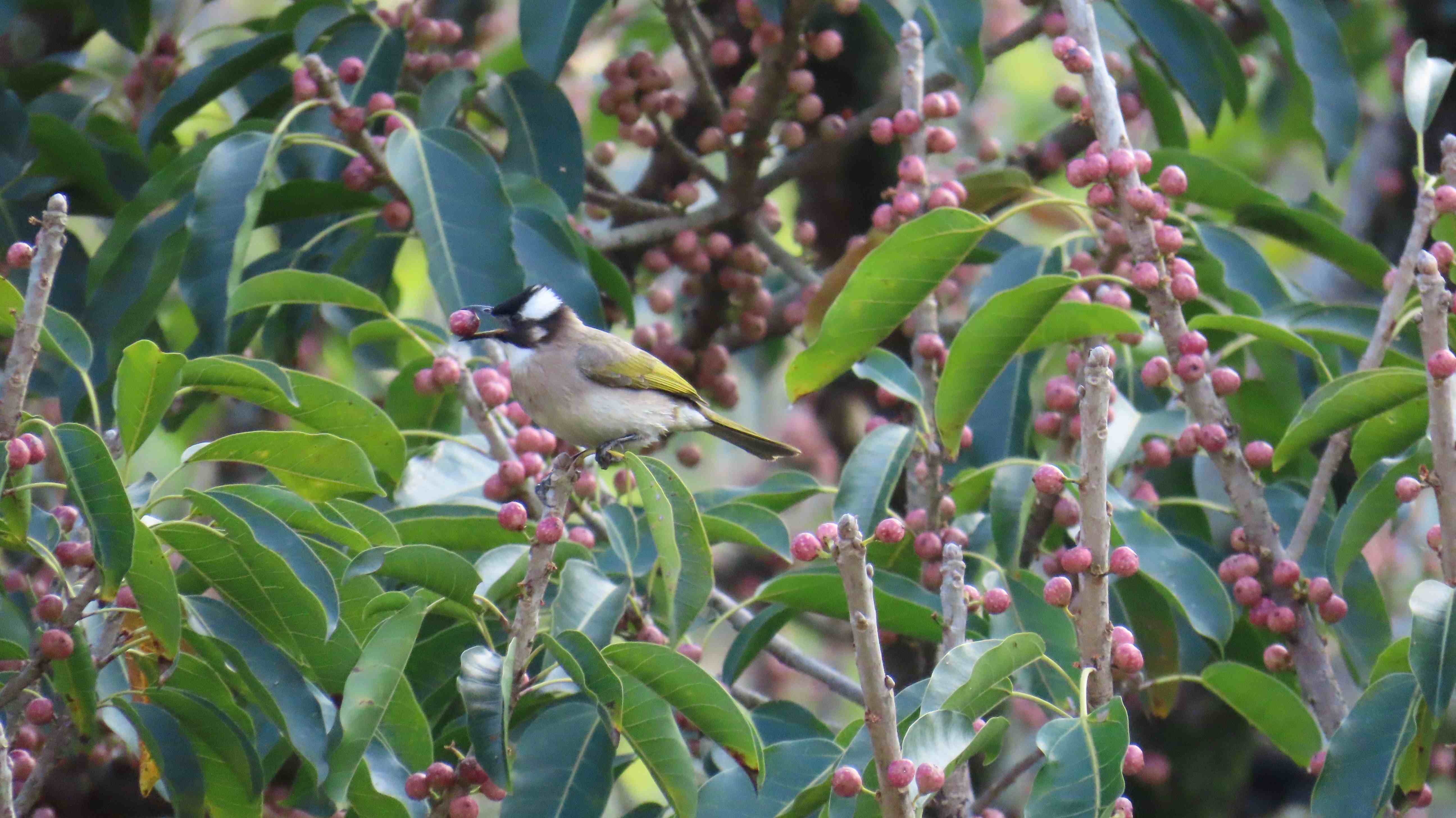 森林不僅營造良好自然環境，同時也孕育出多樣原生樹種與野生動物棲地