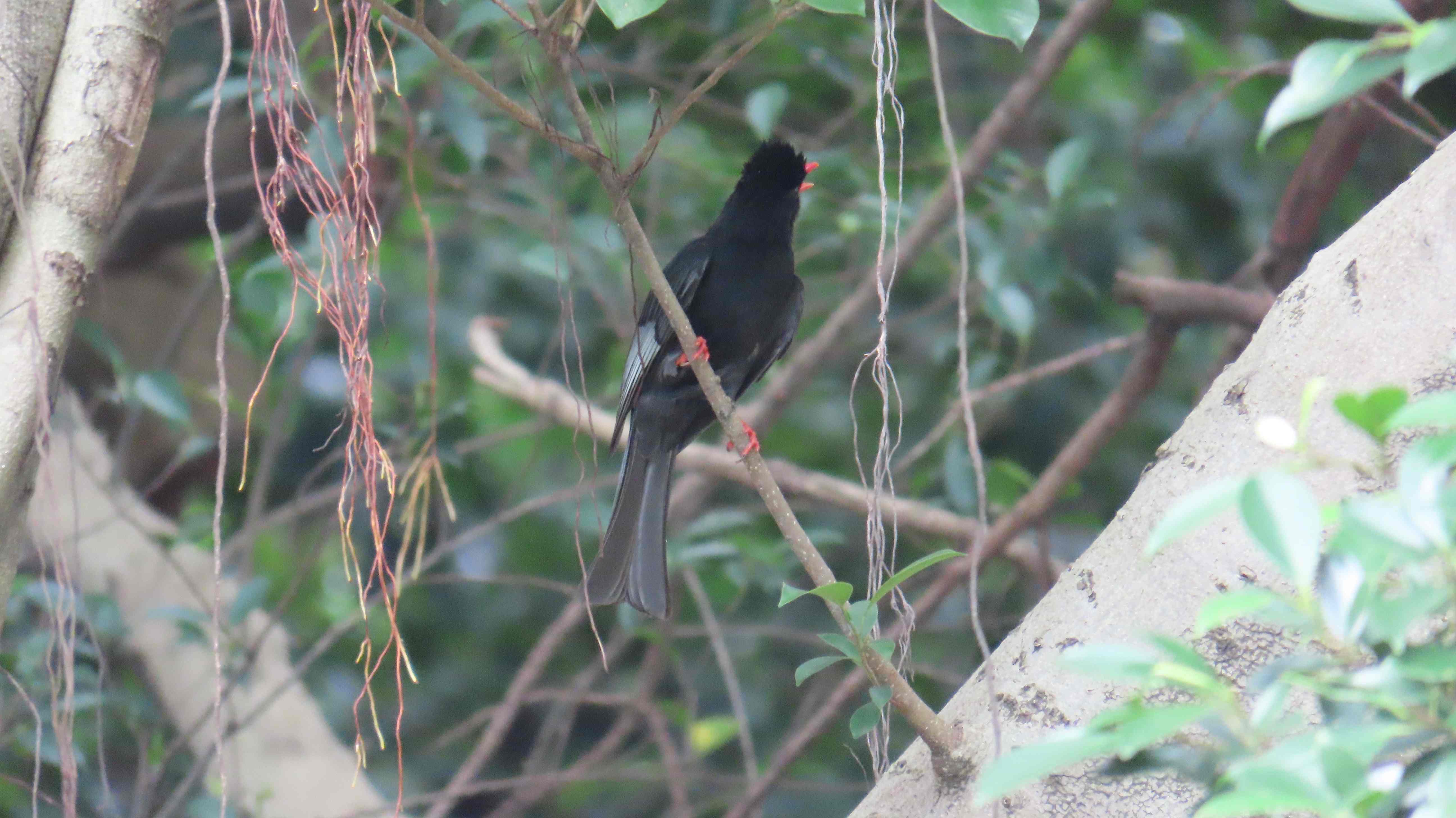 新北市森林覆蓋率穩定維持在76%，綿延山林可提供野生動物休憩