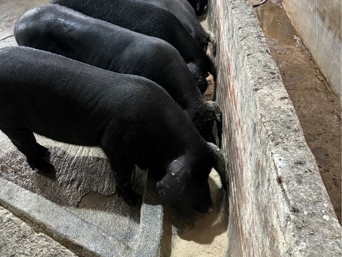 黑豬轉用飼料餵養情形