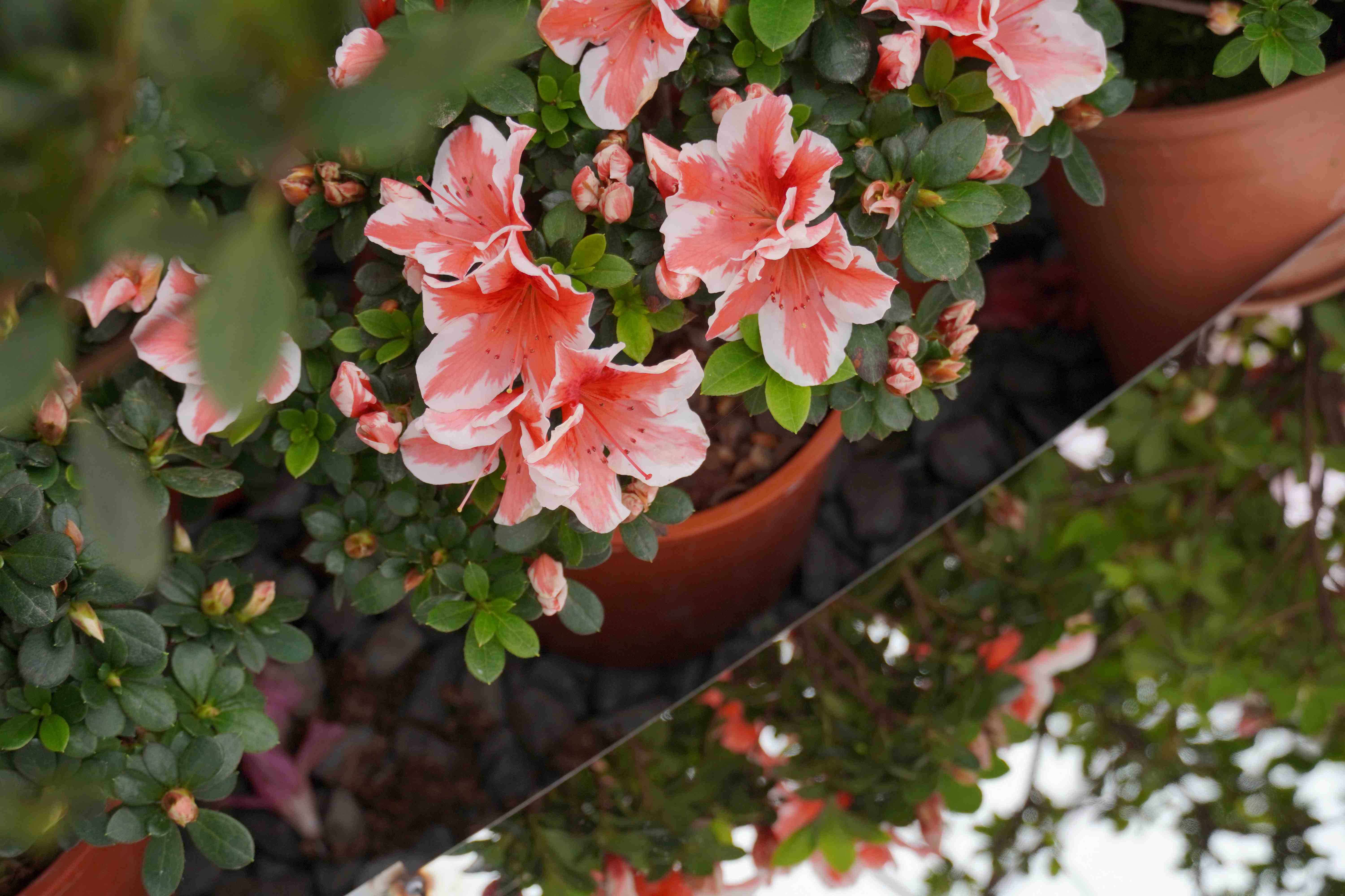 「萬金杜鵑」展期自2月7日至3月8日,期間週末及例假日皆有街頭藝人表演、小農市集及手作體驗課程,邀請民眾「馬上出發」來北海岸賞花。